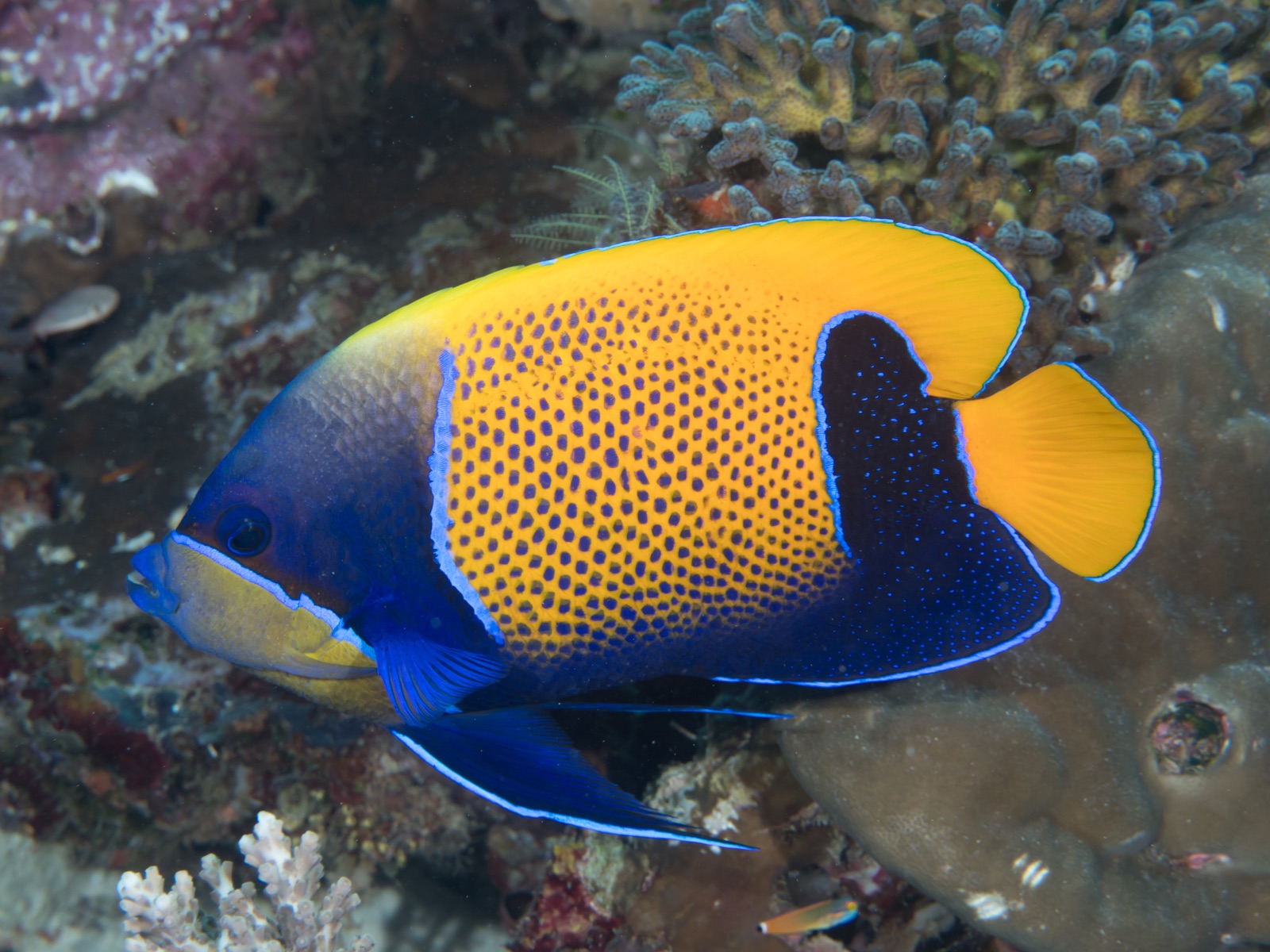 Photo de Ange majestueux (Pomacanthus navarchus)