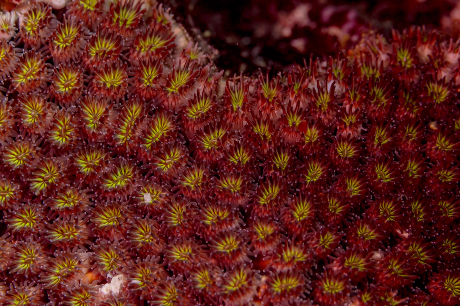 Photo de Corail galaxie (Galaxea fascicularis)