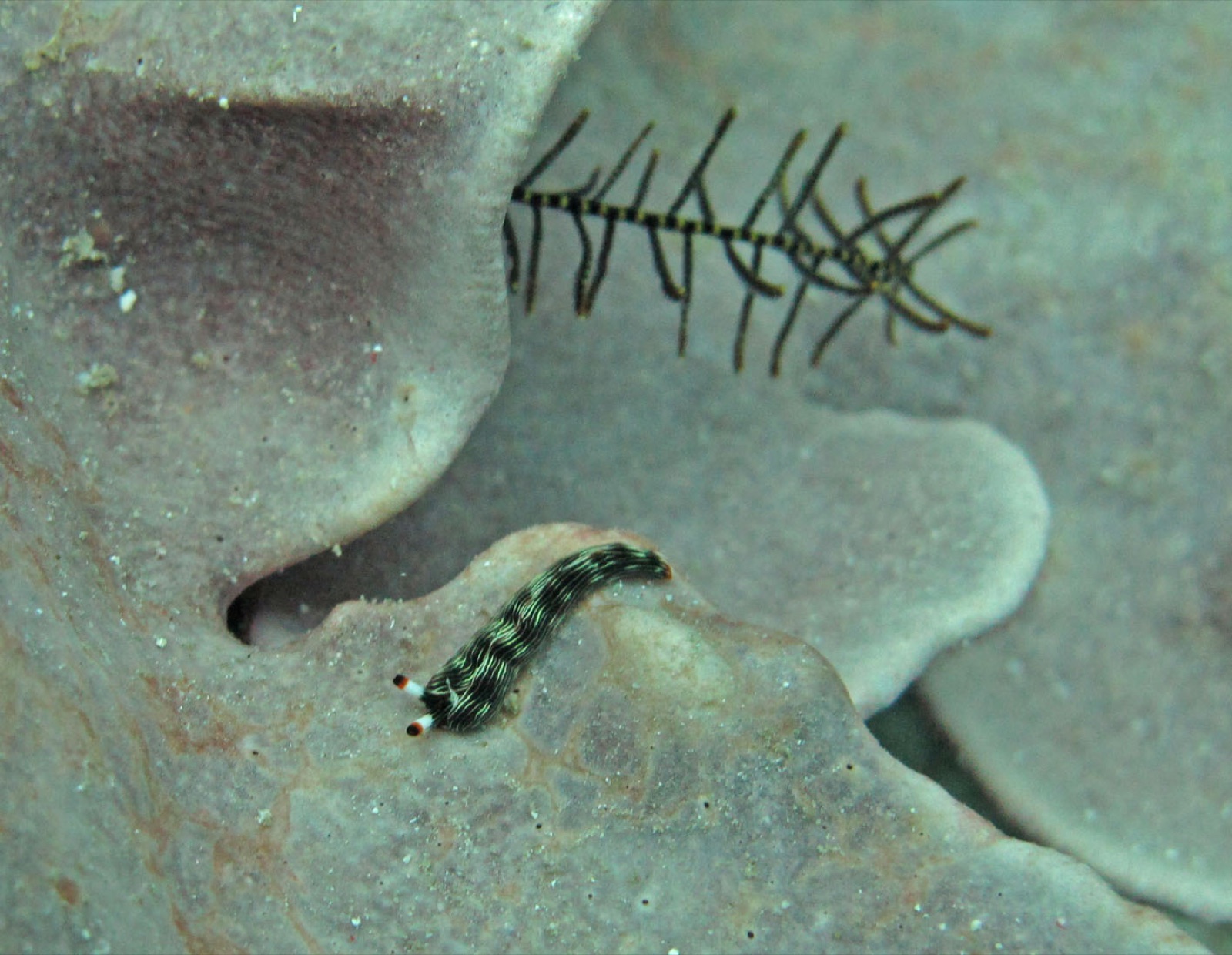 Foto de Thuridilla de Bayer (Thuridilla bayeri)
