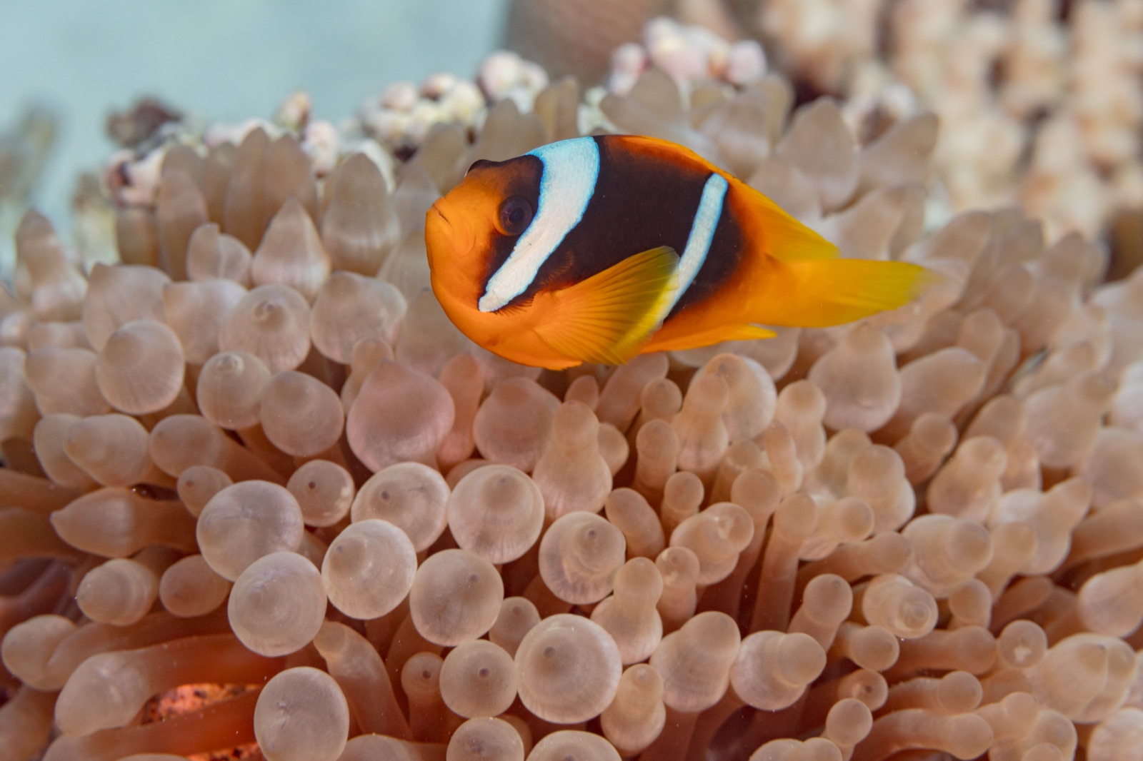 Foto de Pez payaso del mar Rojo (Amphiprion bicinctus)