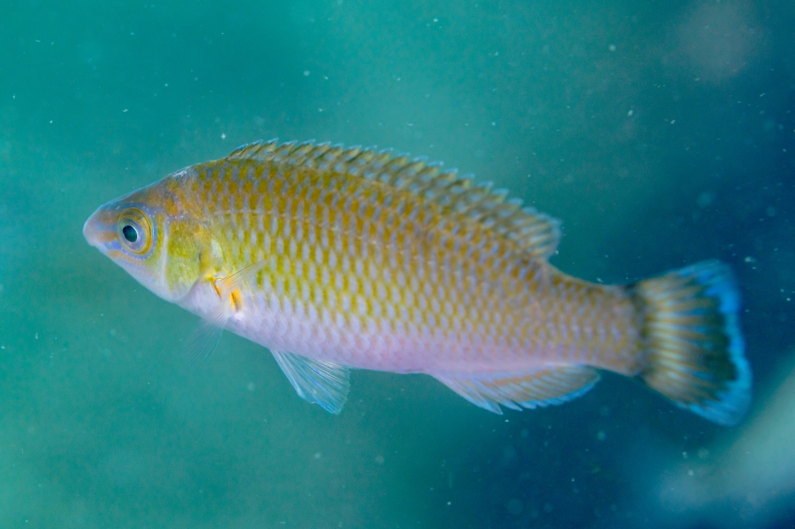 Photo of Axillary wrasse (Symphodus mediterraneus)
