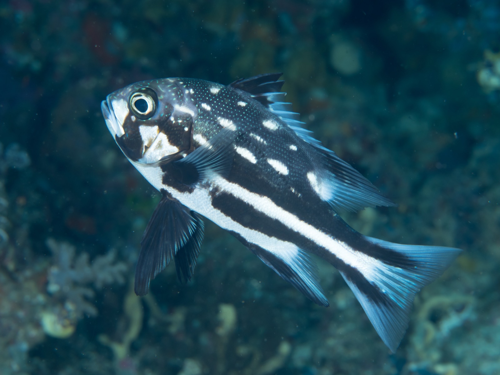 Photo of Spotted Snapper (Macolor macularis)