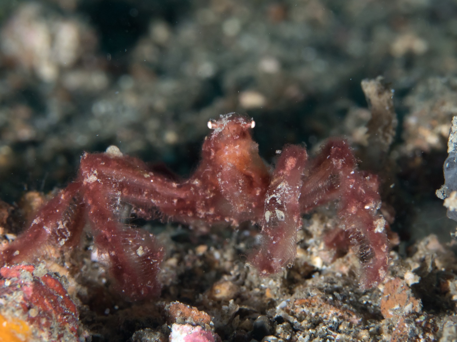 Photo de Crabe orang-outan (Achaeus japonicus)