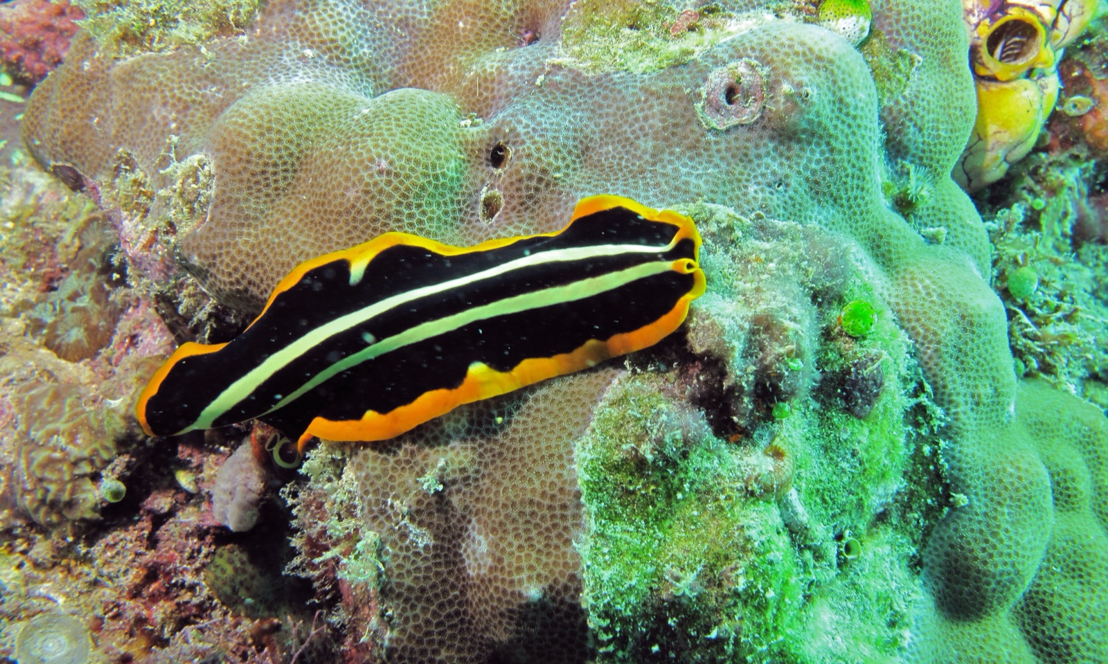 Photo de Ver plat rayé or-et-noir (Pseudoceros dimidiatus)