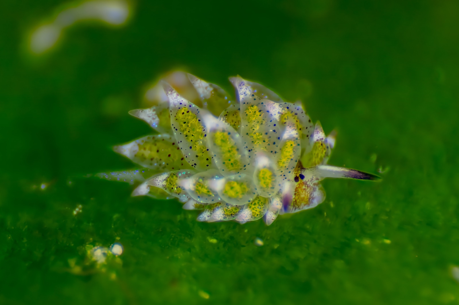 Photo de Mouton-de-mer (Sea sheep) (Costasiella kuroshimae)