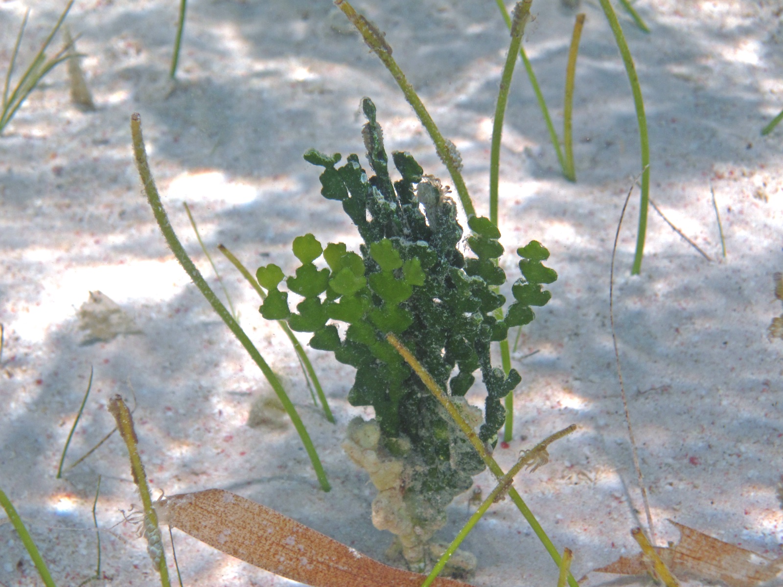 Photo de Halimède épaissie (Halimeda incrassata)