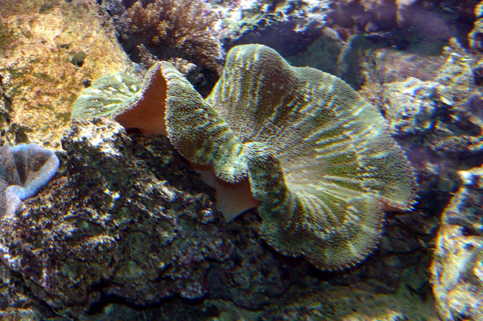 Foto de Anemona de Haddon (Stichodactyla haddoni)