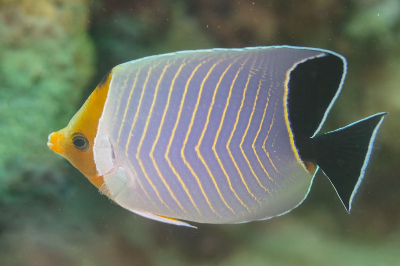 Photo of Masked Butterflyfish (Chaetodon larvatus)