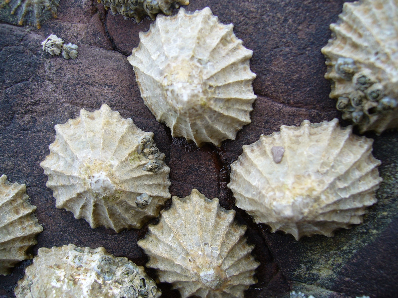 Photo of Common limpet (Patella vulgata)