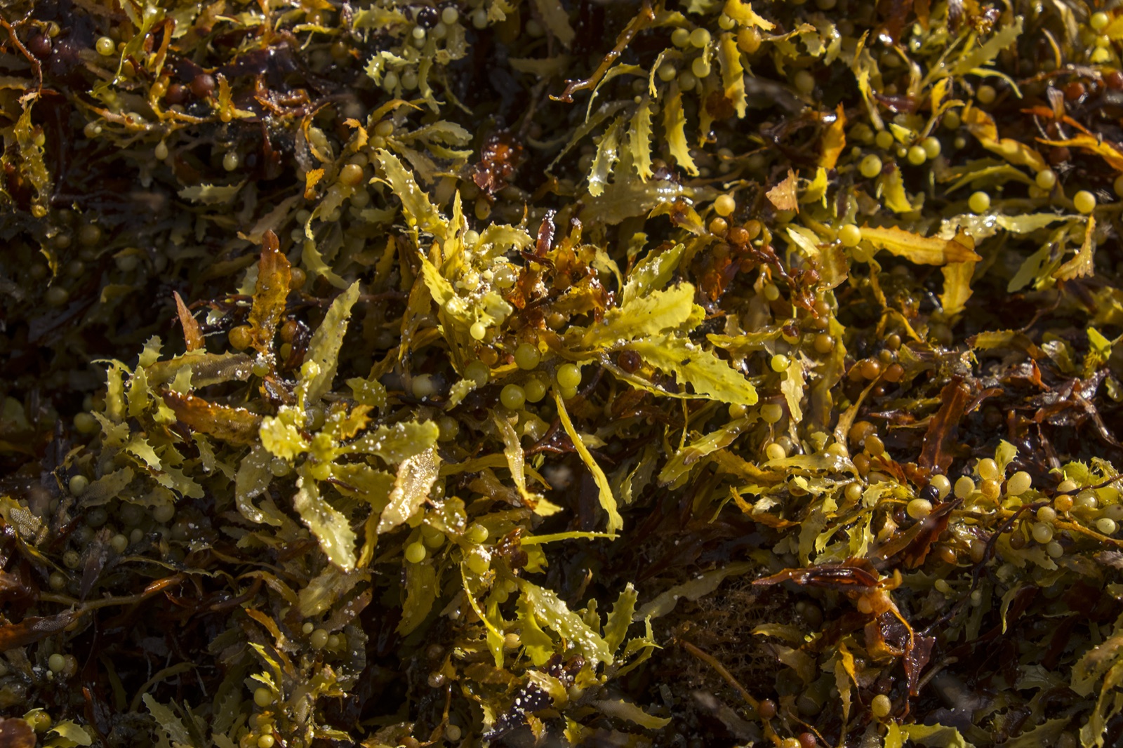 Photo de Sargasse fluente (Sargassum fluitans)