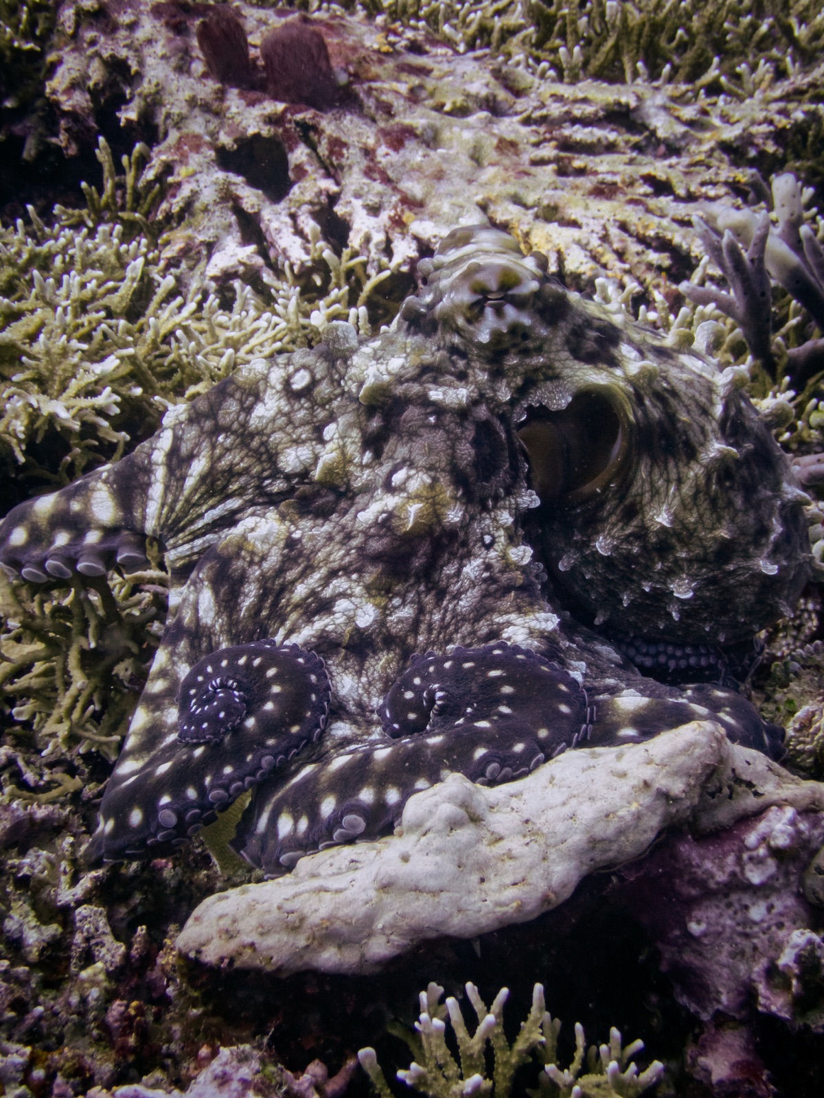Foto de Pulpo diurno (Octopus cyanea)