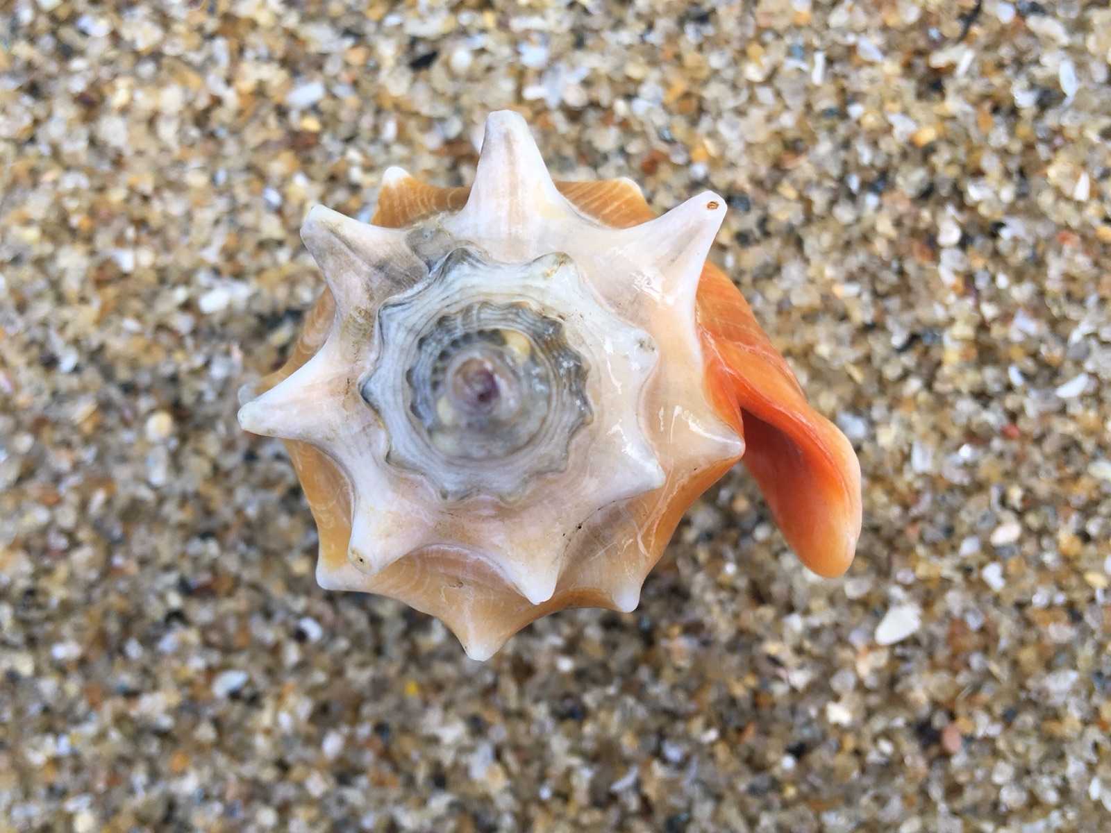 Photo of Rooster-tail Conch (Strombus pugilis)