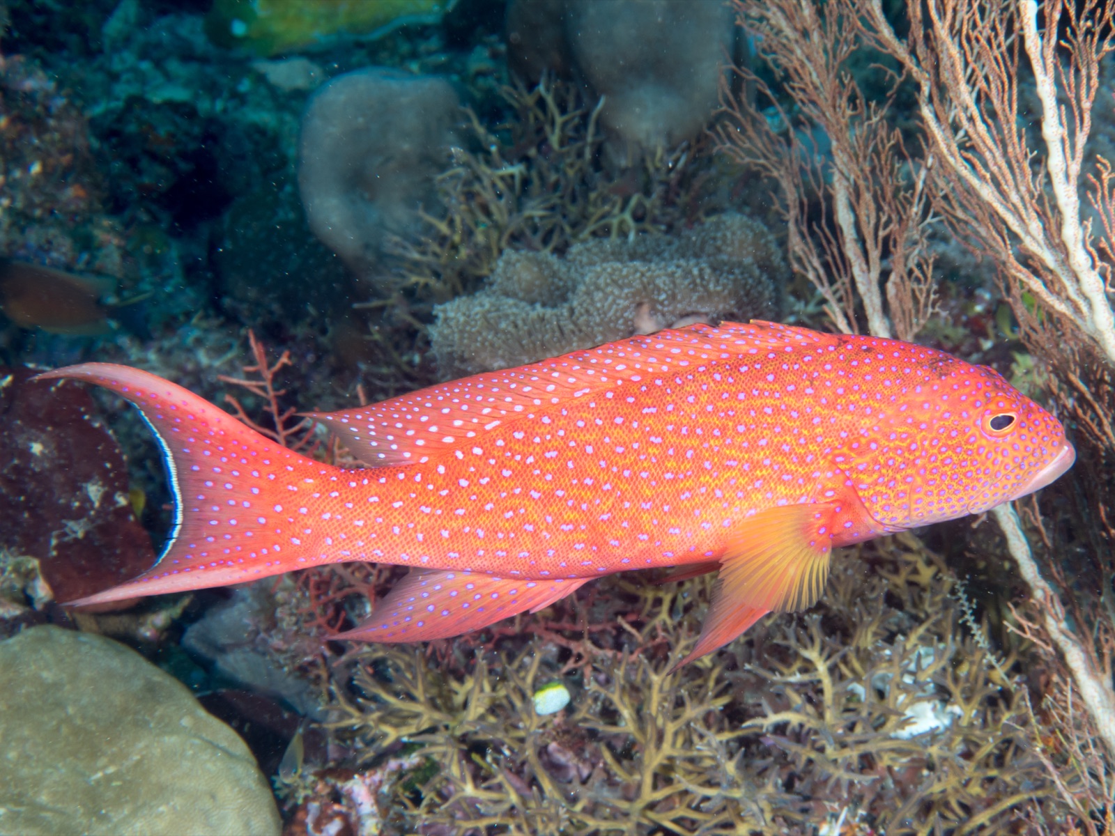 Photo de Mérou-raie blanche (Variola albimarginata)