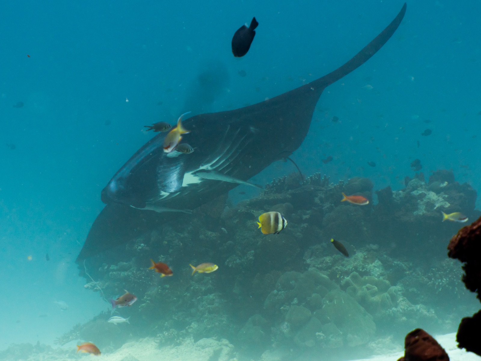Photo of Reef manta ray (Mobula alfredi)