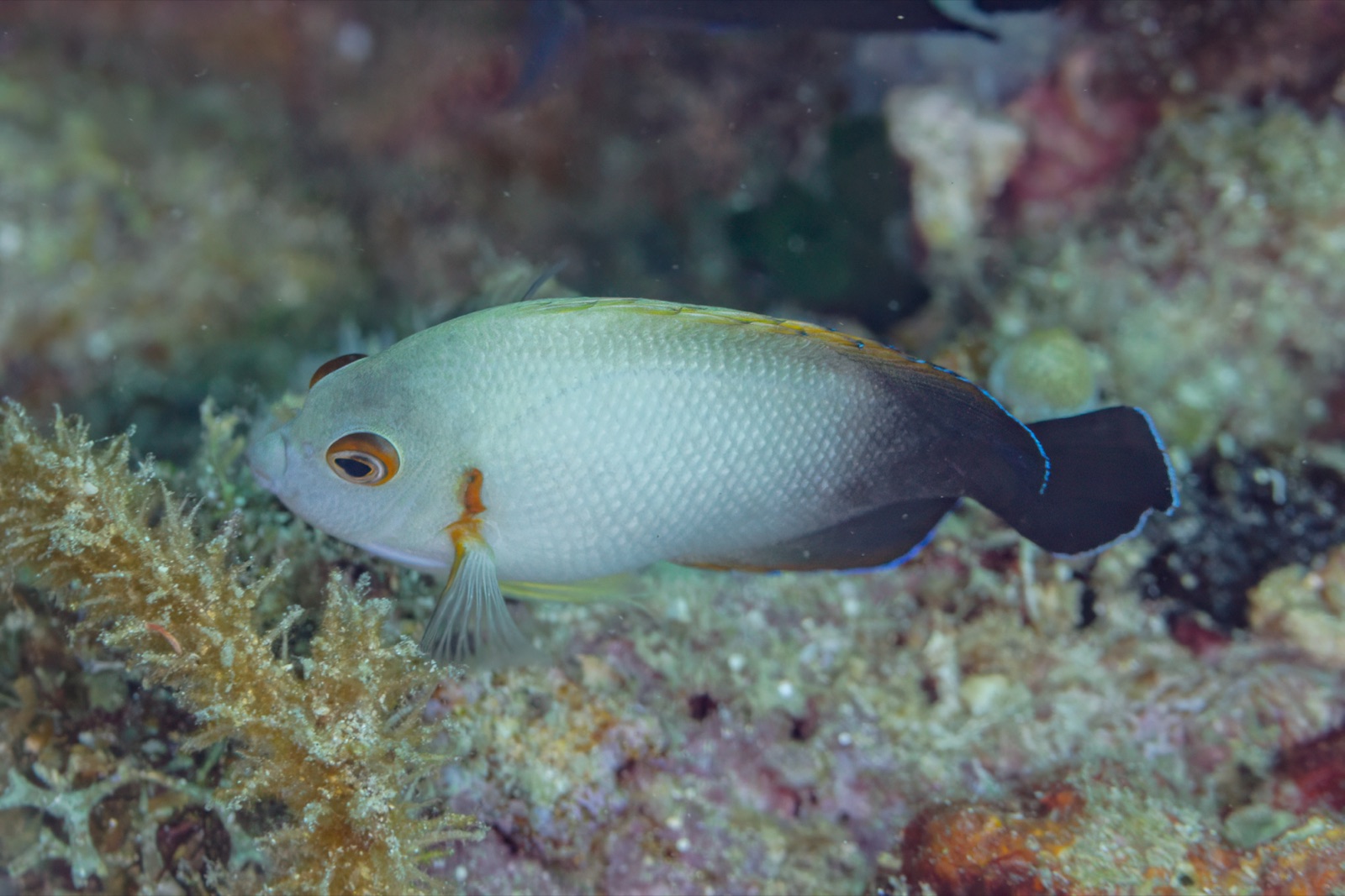 Photo de Ange cherubim (Centropyge vrolikii)