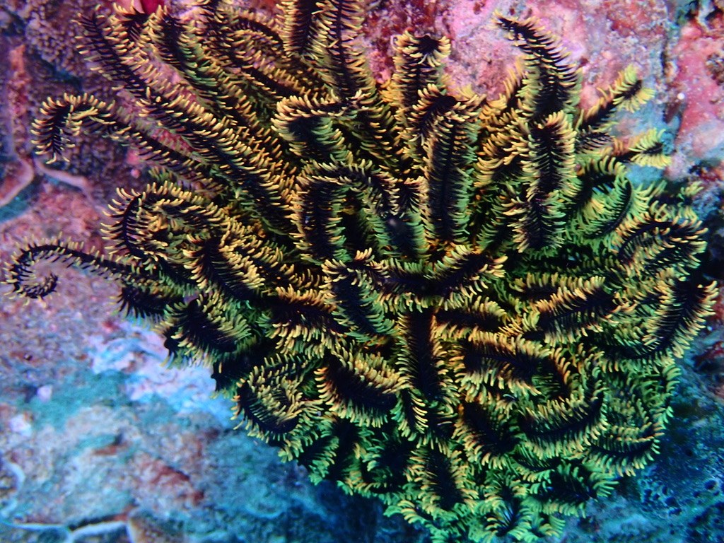 Foto de Crinoide de Bennett (Oxycomanthus bennetti)