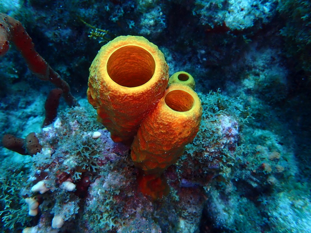 Photo de Éponge tube jaune (Aplysina aerophoba)