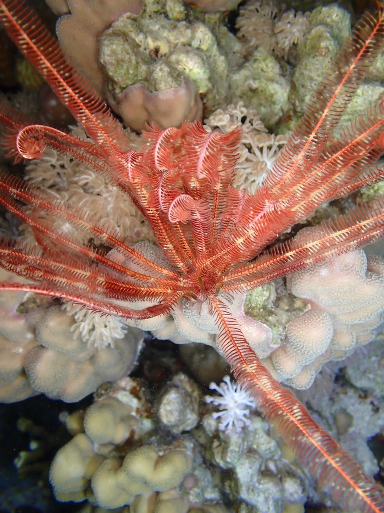 Foto de Crinoide rojo (Himerometra robustipinna)