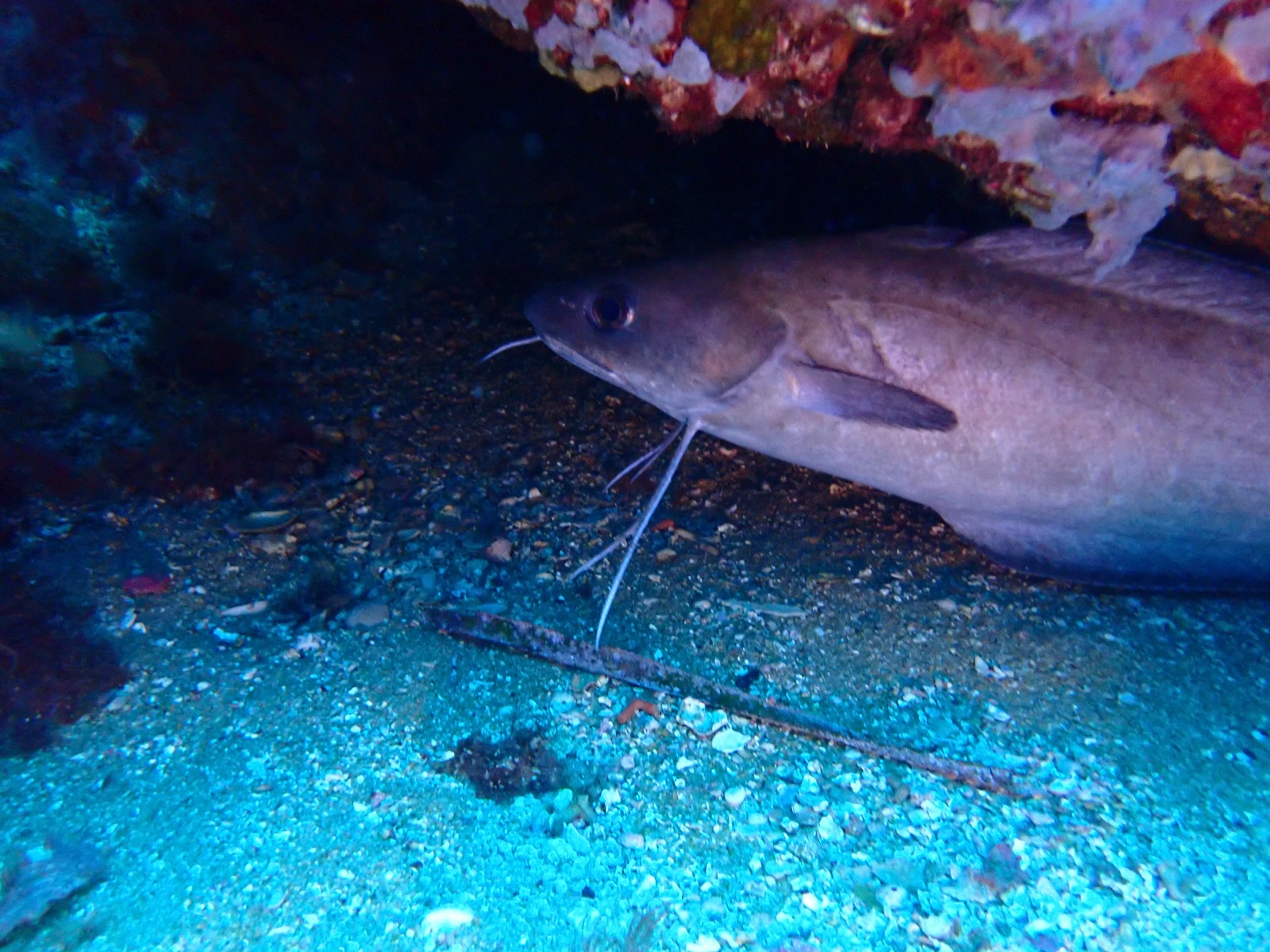 Photo de Requin nourrice (Ginglymostoma cirratum)