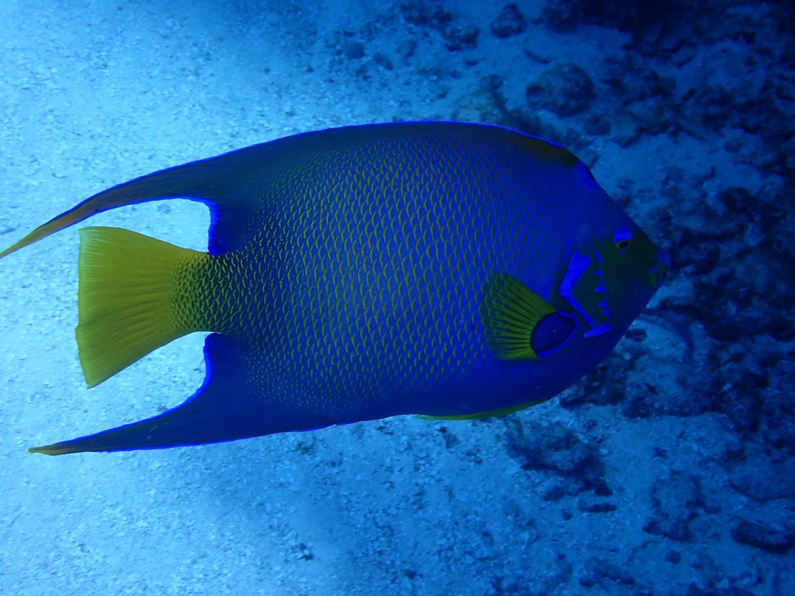 Photo of Queen angelfish (Holacanthus ciliaris)