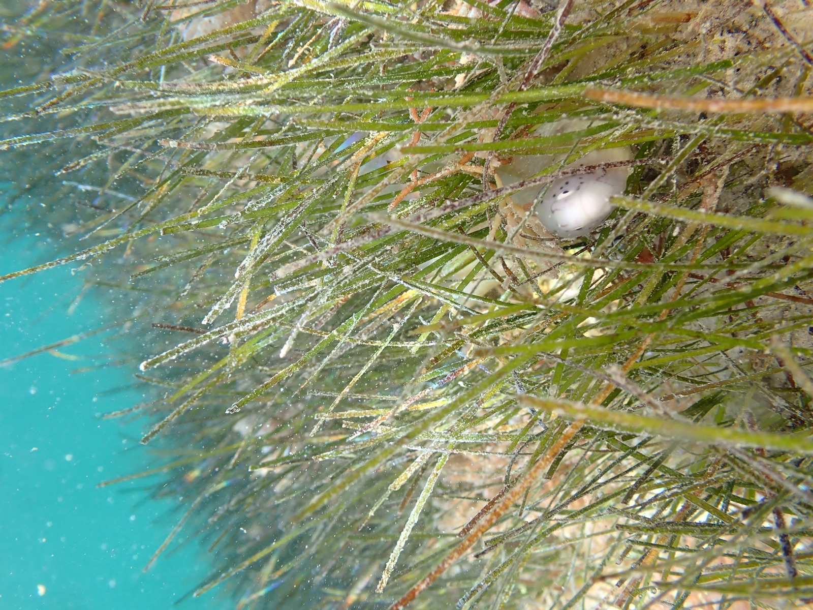Photo de Posidonie (Posidonia oceanica)