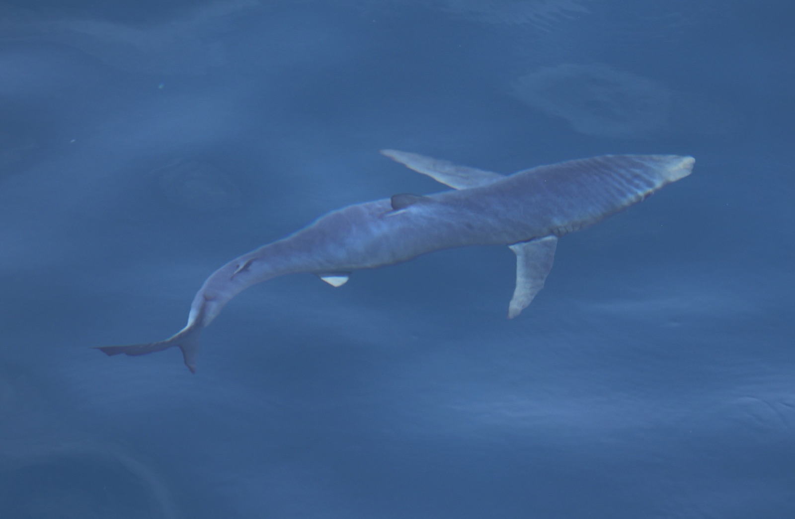 Photo of Blue shark (Prionace glauca)