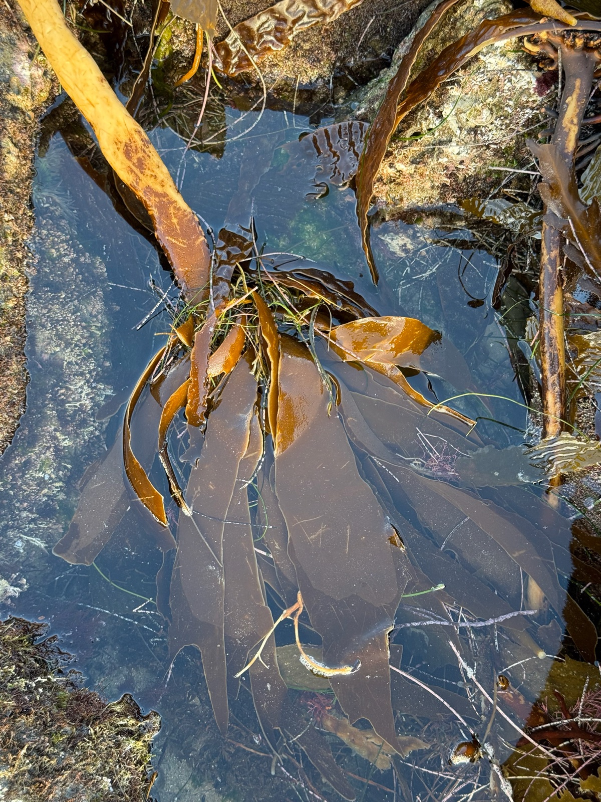 Foto de Kelp alado (Pterygophora californica)