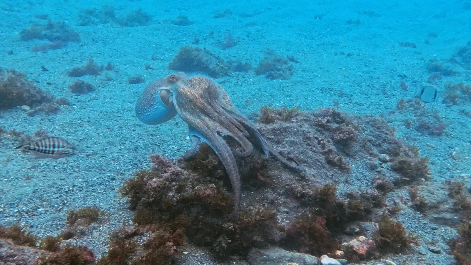 Photo de Pieuvre commune (Octopus vulgaris)