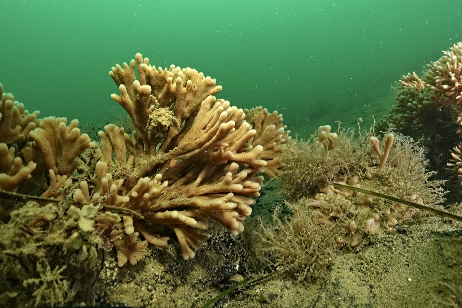 Foto de Mano de sirena (Haliclona oculata)