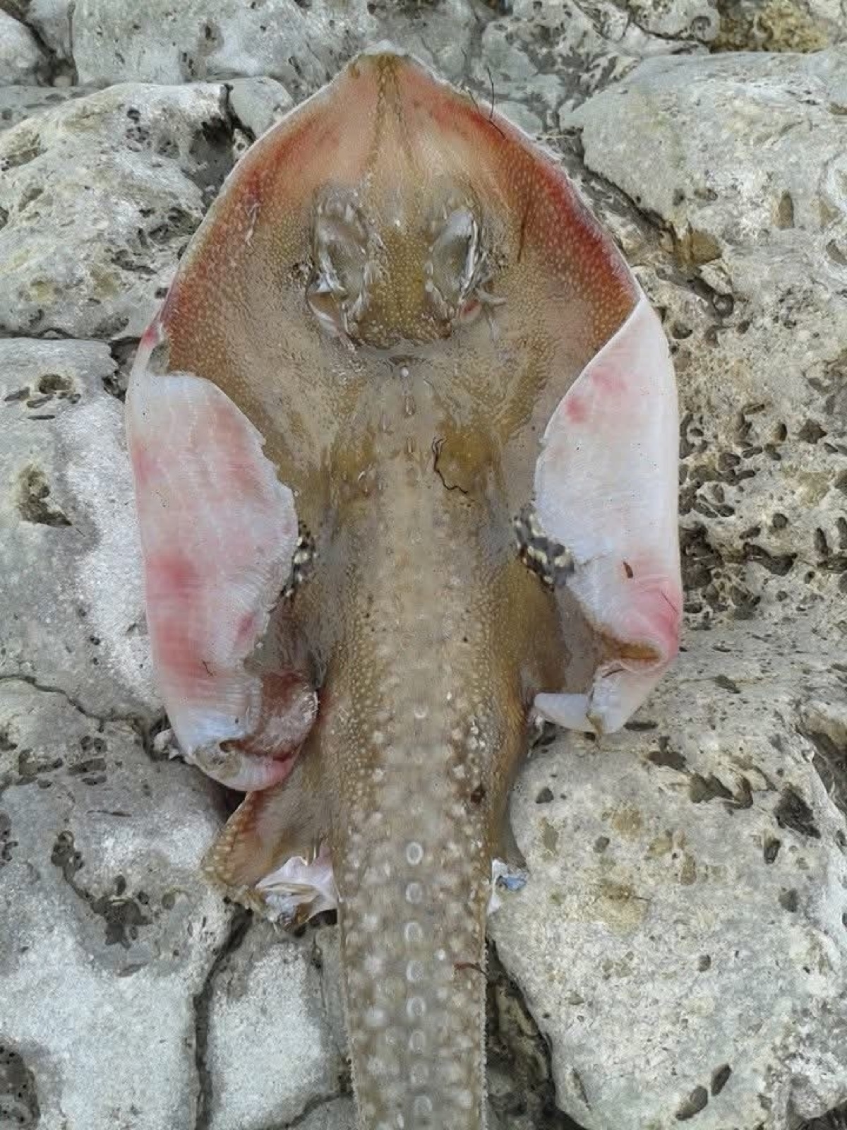 Foto de Raya santiaguesa (Leucoraja naevus)
