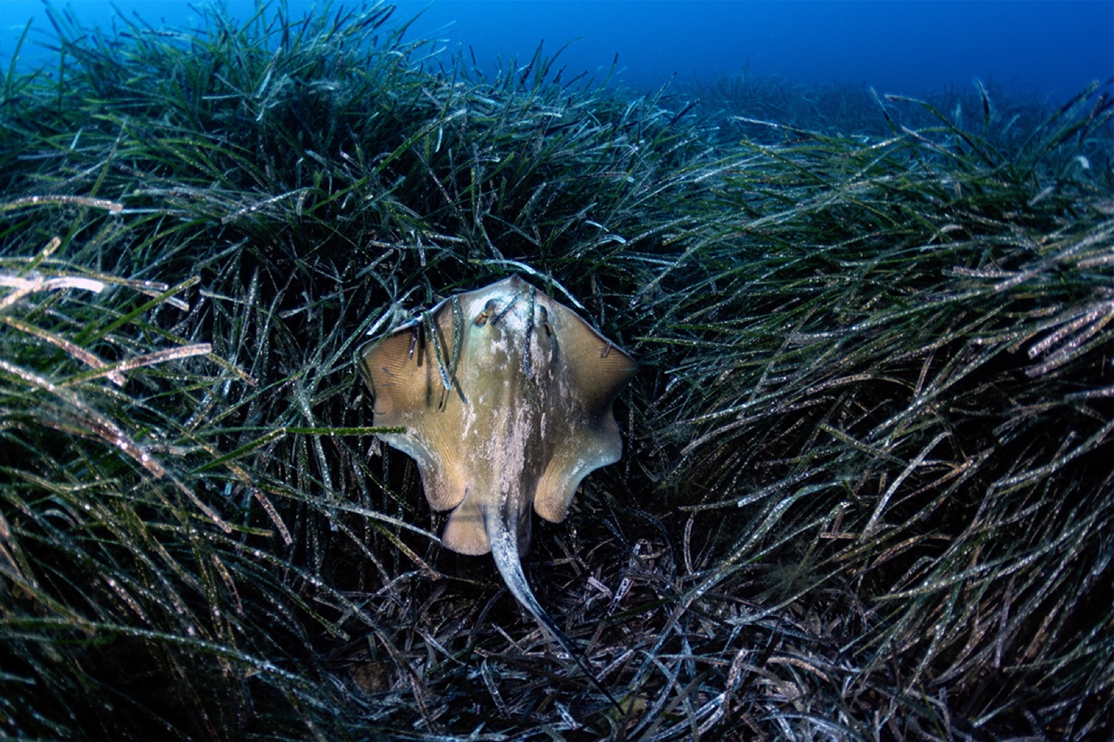 Photo de Raie pastenague (Dasyatis pastinaca)
