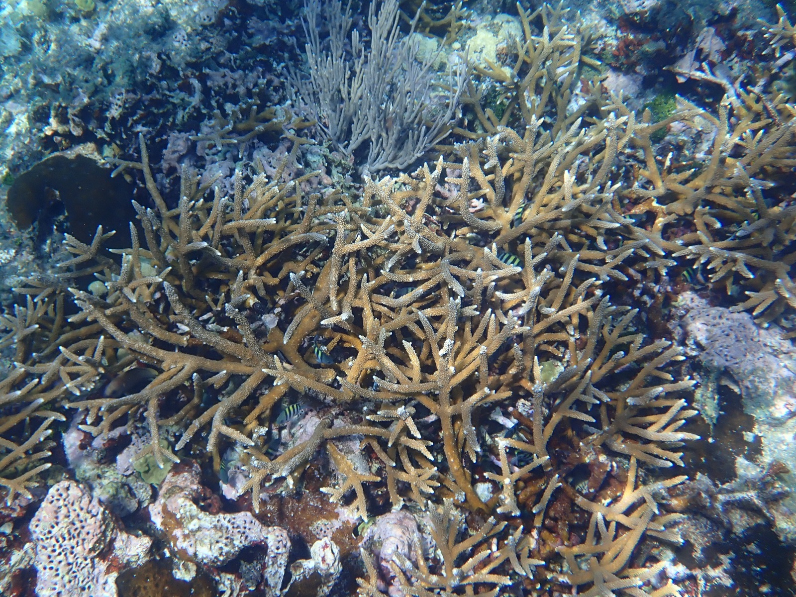 Photo de Corail corne de cerf (Acropora cervicornis)