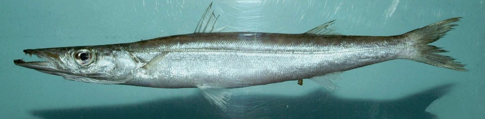 Photo of Great Barracuda (Sphyraena guachancho)