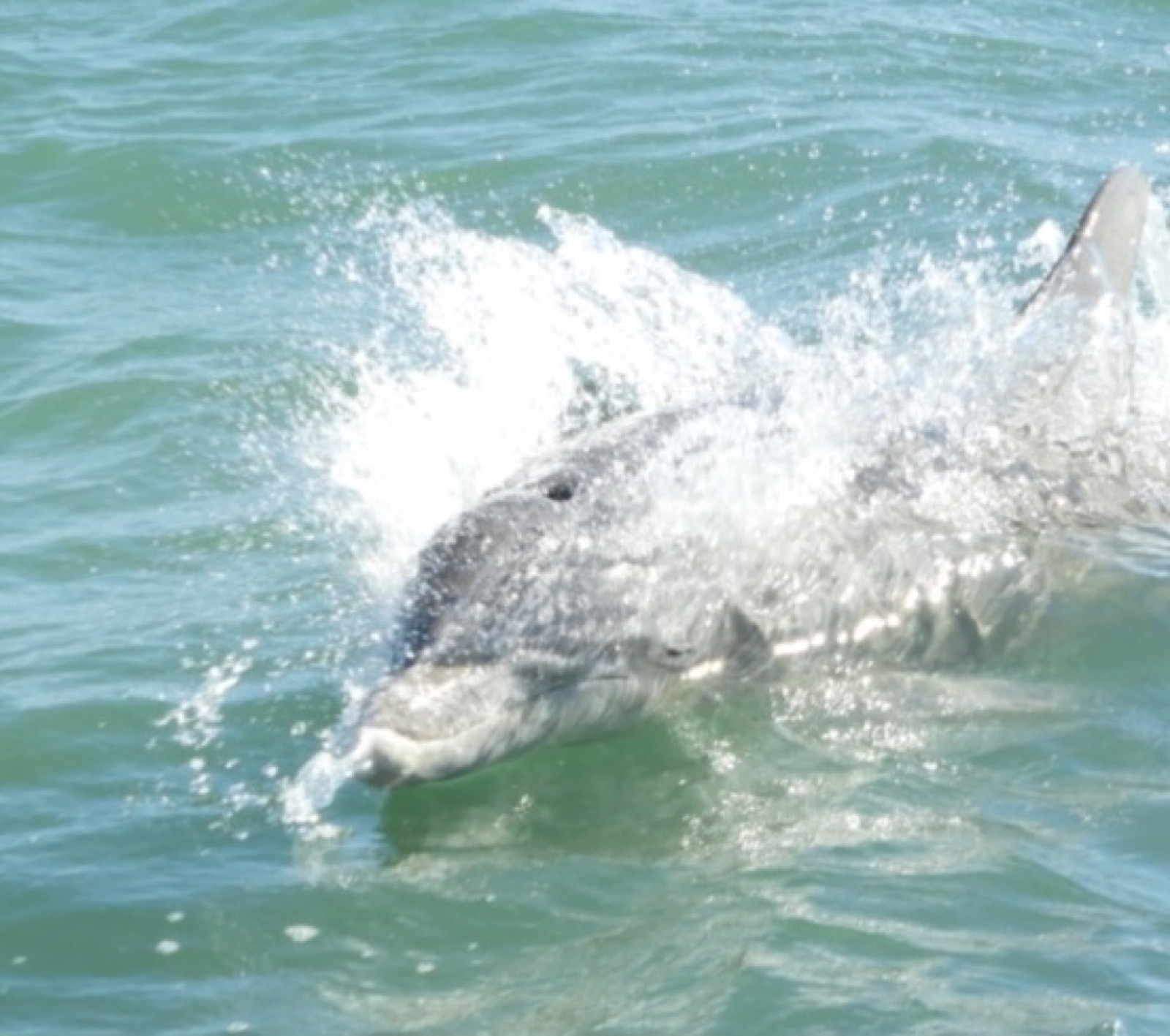 Foto de Delfin mular (Tursiops truncatus)