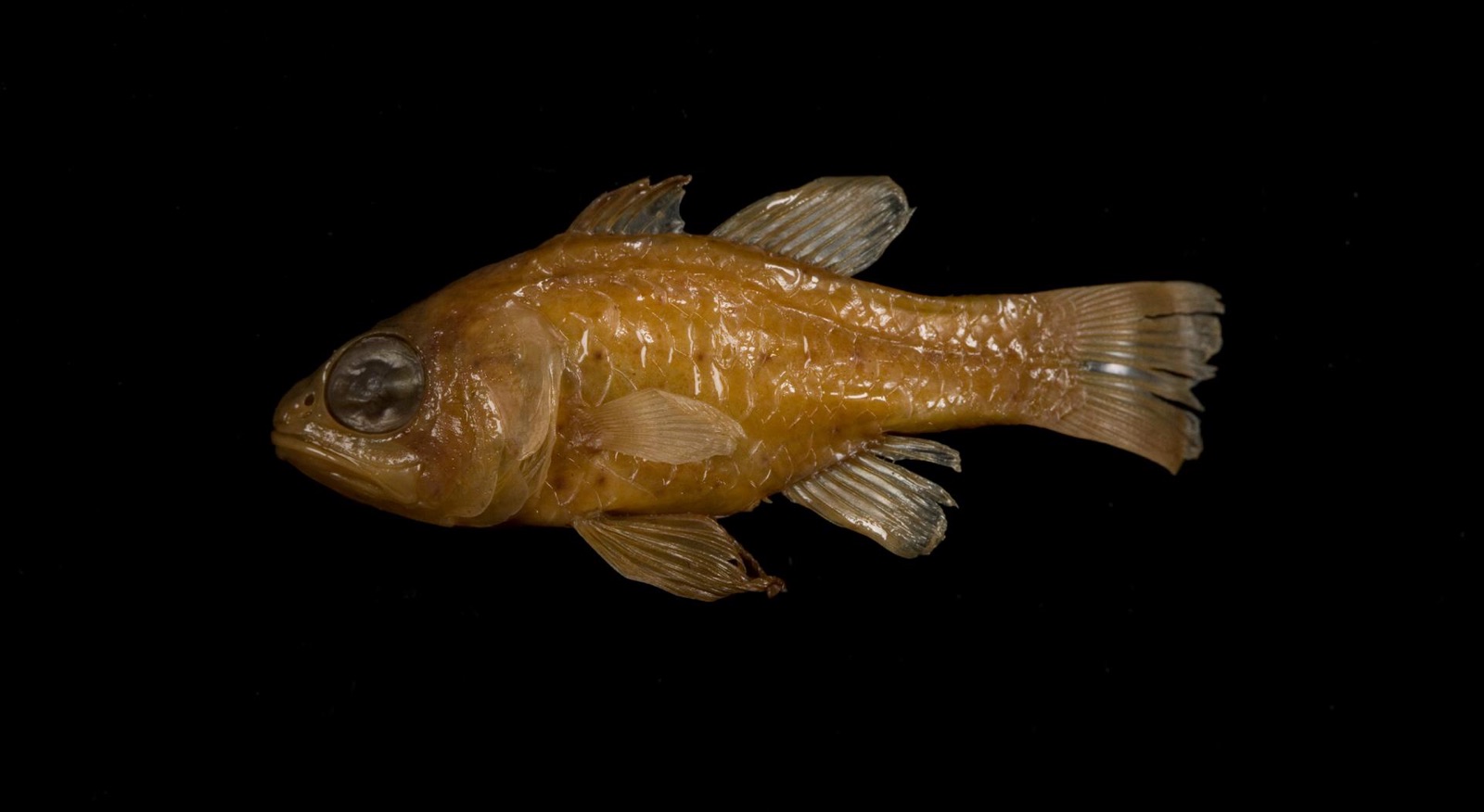 Foto de Pez cardenal estrellado (Astrapogon stellatus)