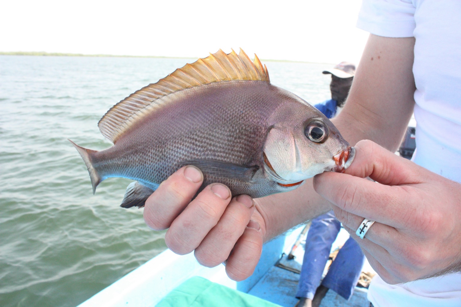 Photo of Rubberlip grunt (Plectorhinchus mediterraneus)
