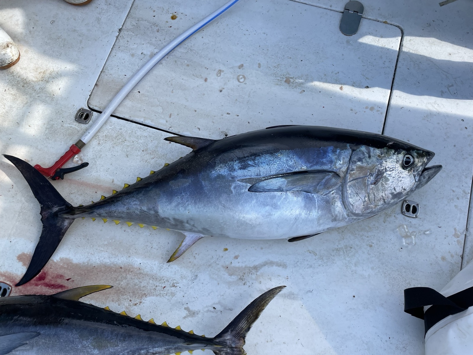 Photo of Bigeye tuna (Thunnus obesus)