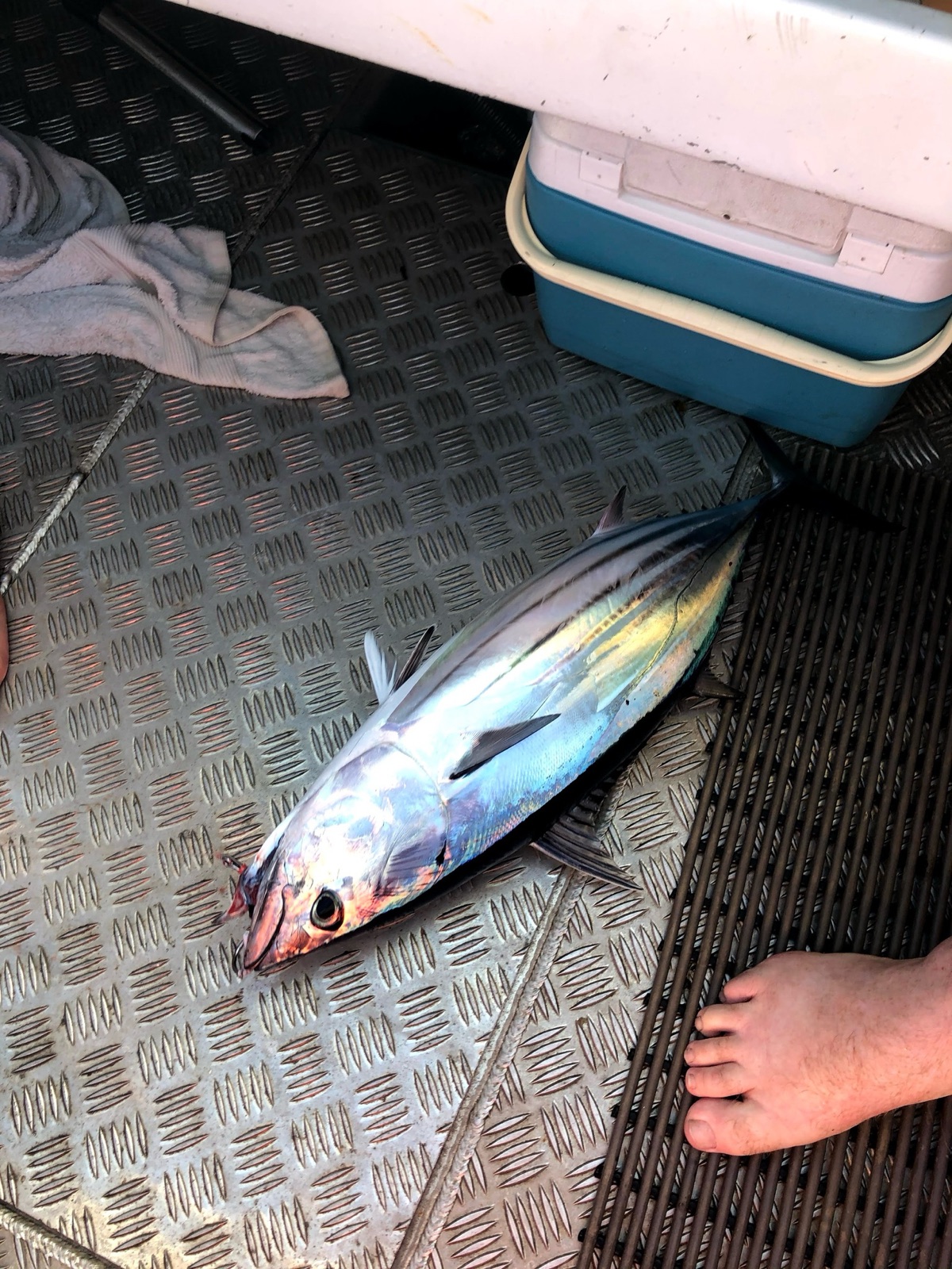 Photo of Skipjack tuna (Katsuwonus pelamis)