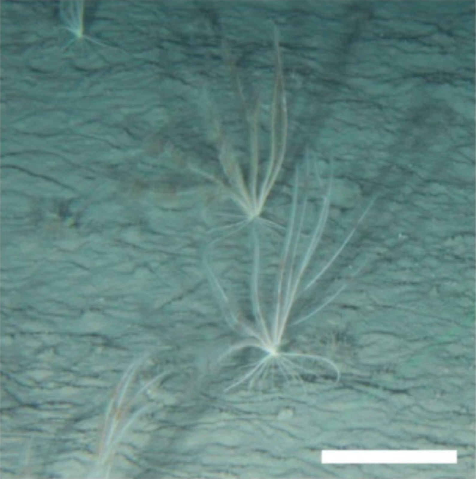 Photo de Crinoide profond Med (Leptometra phalangium)