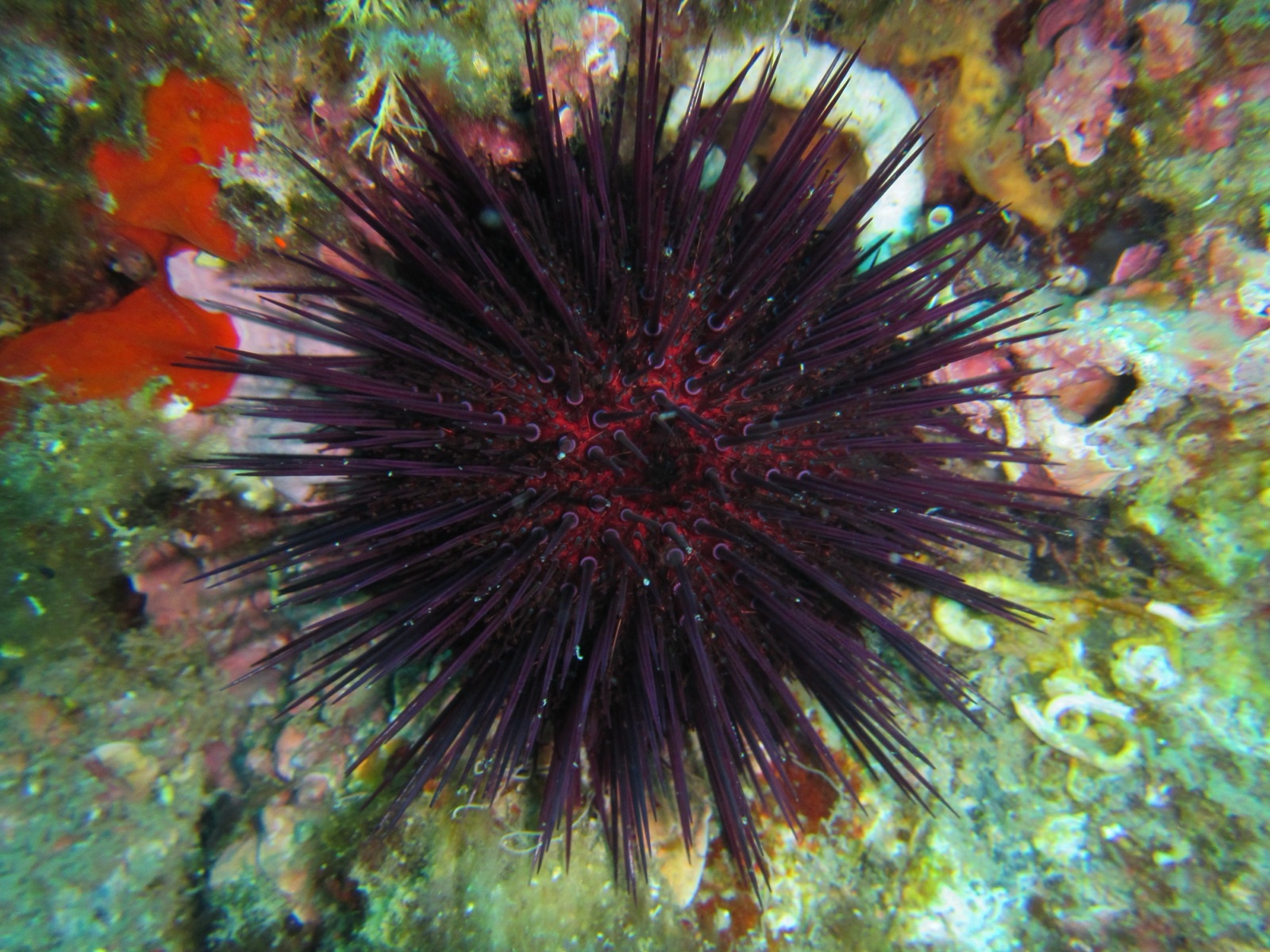 Foto de Erizo de mar violeta (Paracentrotus lividus)
