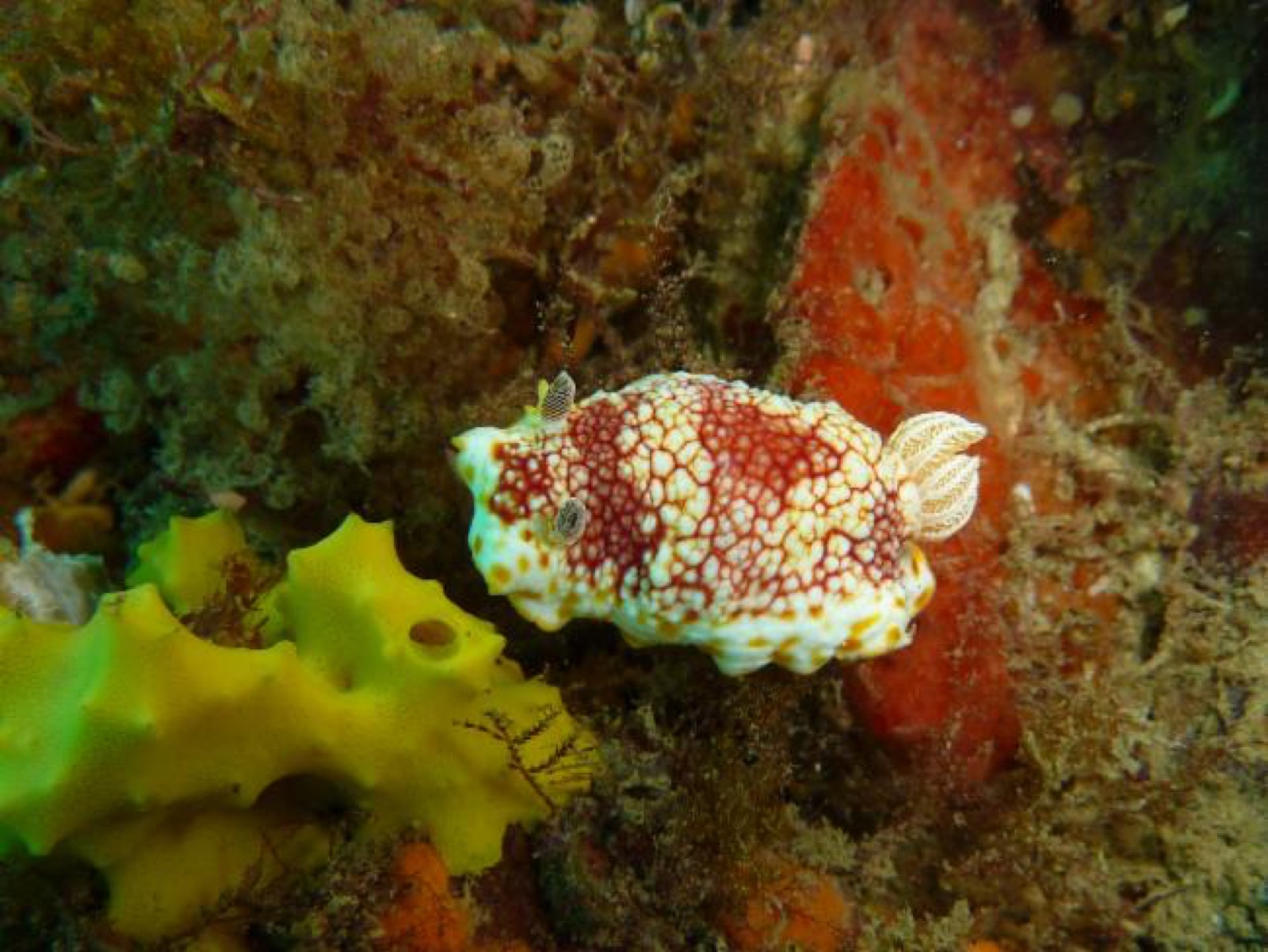 Foto de Goniobranchus teñido (Goniobranchus tinctorius)