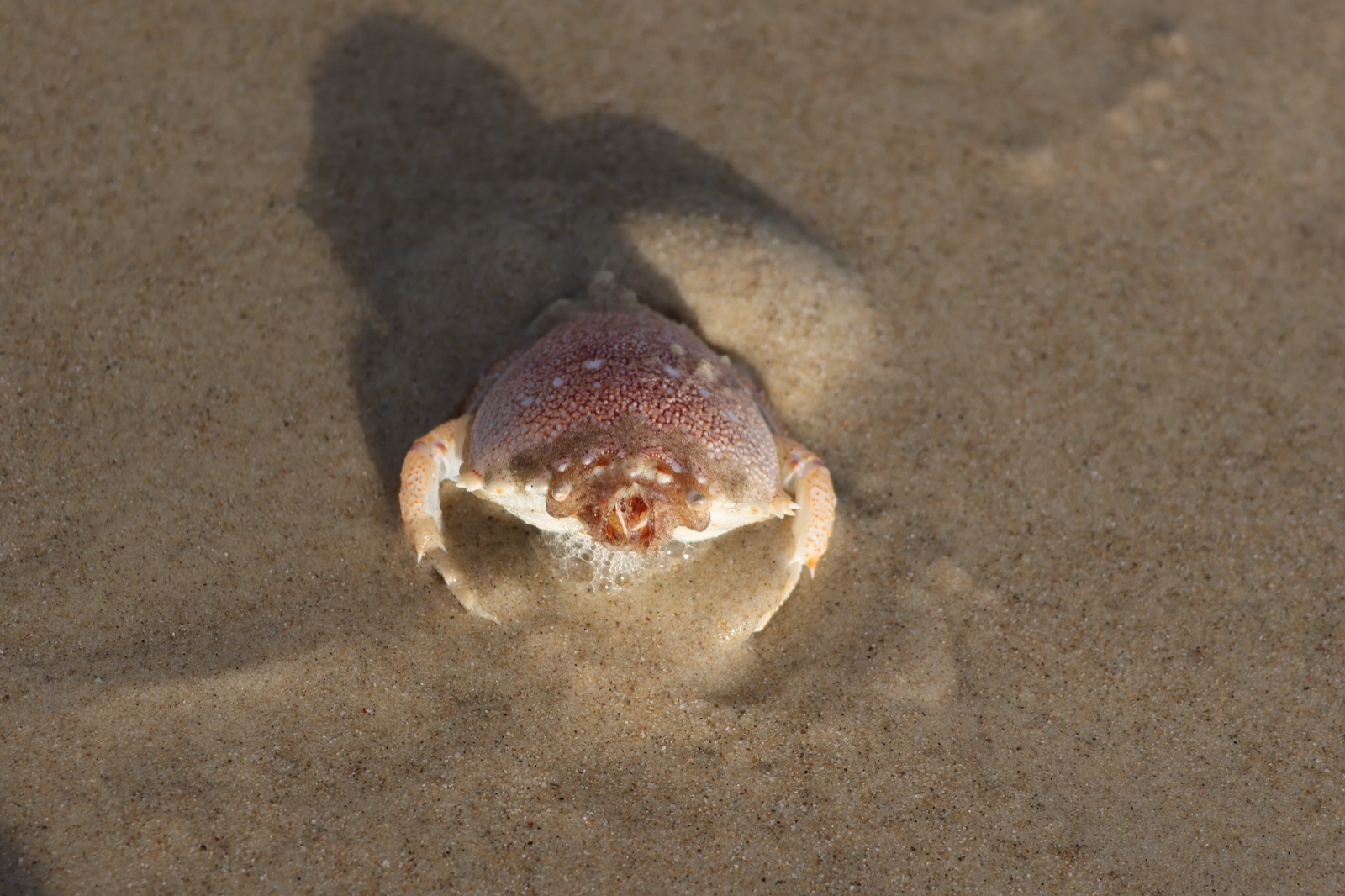 Photo de Crabe-grenouille (Ranina ranina)