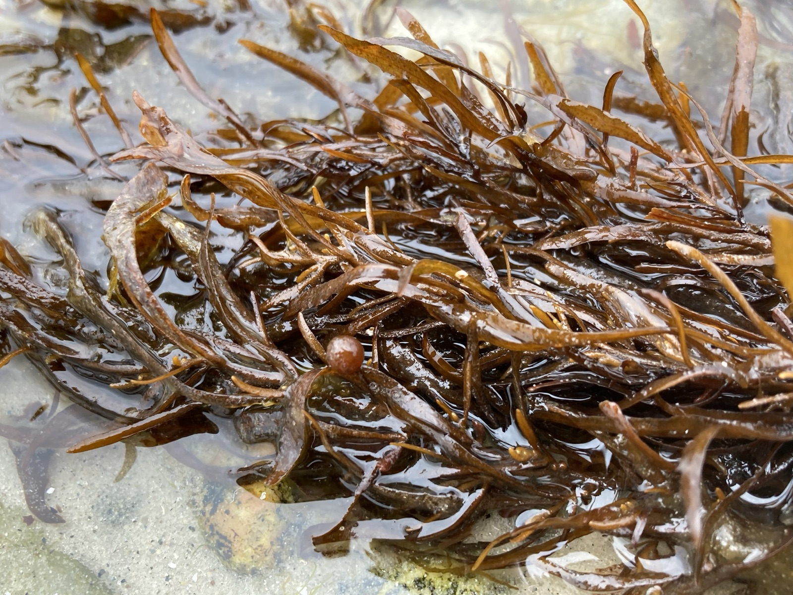 Foto de Sargasso filamentoso (Sargassum filipendula)