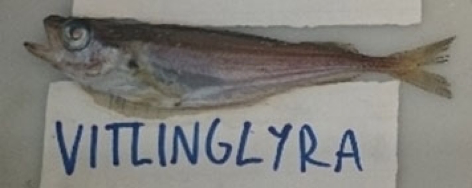 Photo of Norway pout (Trisopterus esmarkii)