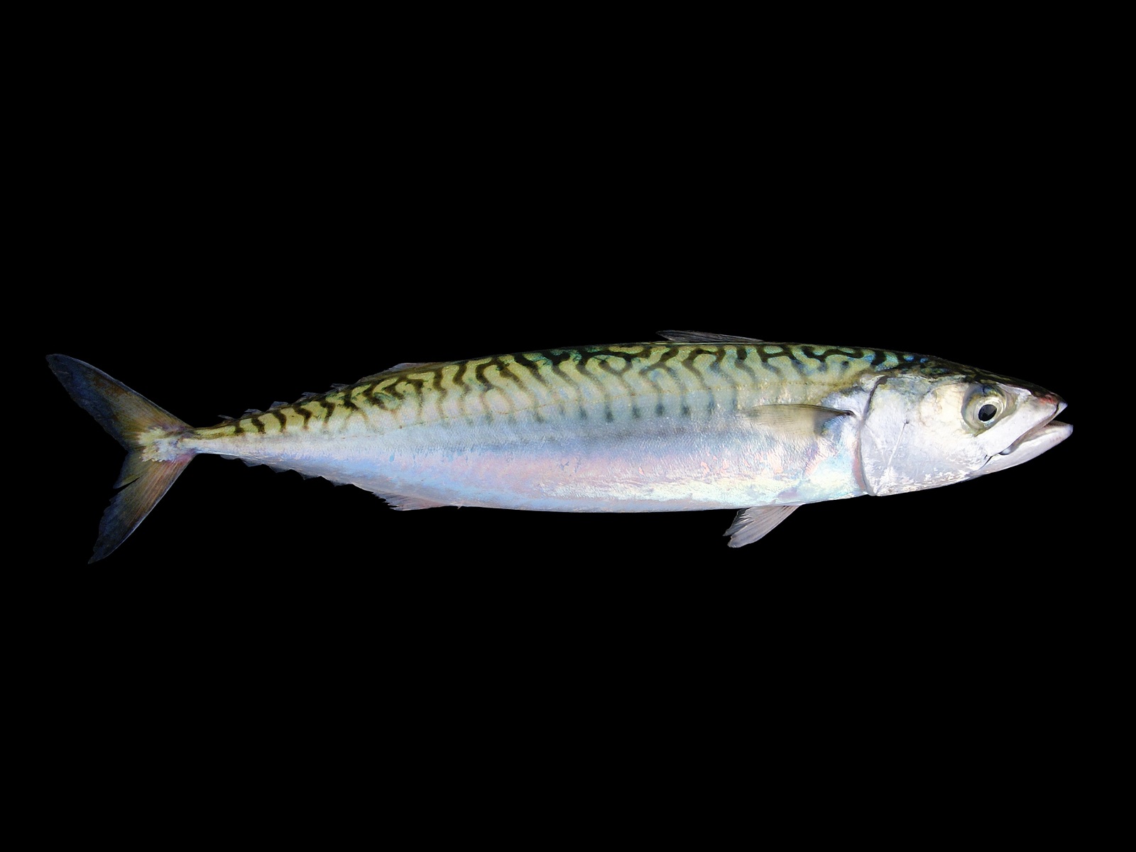 Photo of Atlantic mackerel (Scomber scombrus)