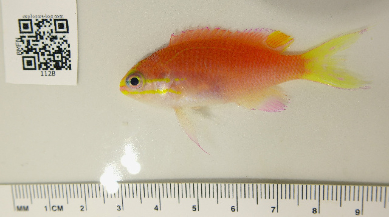 Photo of Obama Basslet (Tosanoides obama)