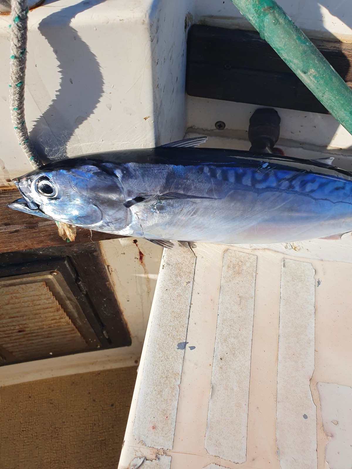 Photo of Bullet tuna (Auxis rochei)