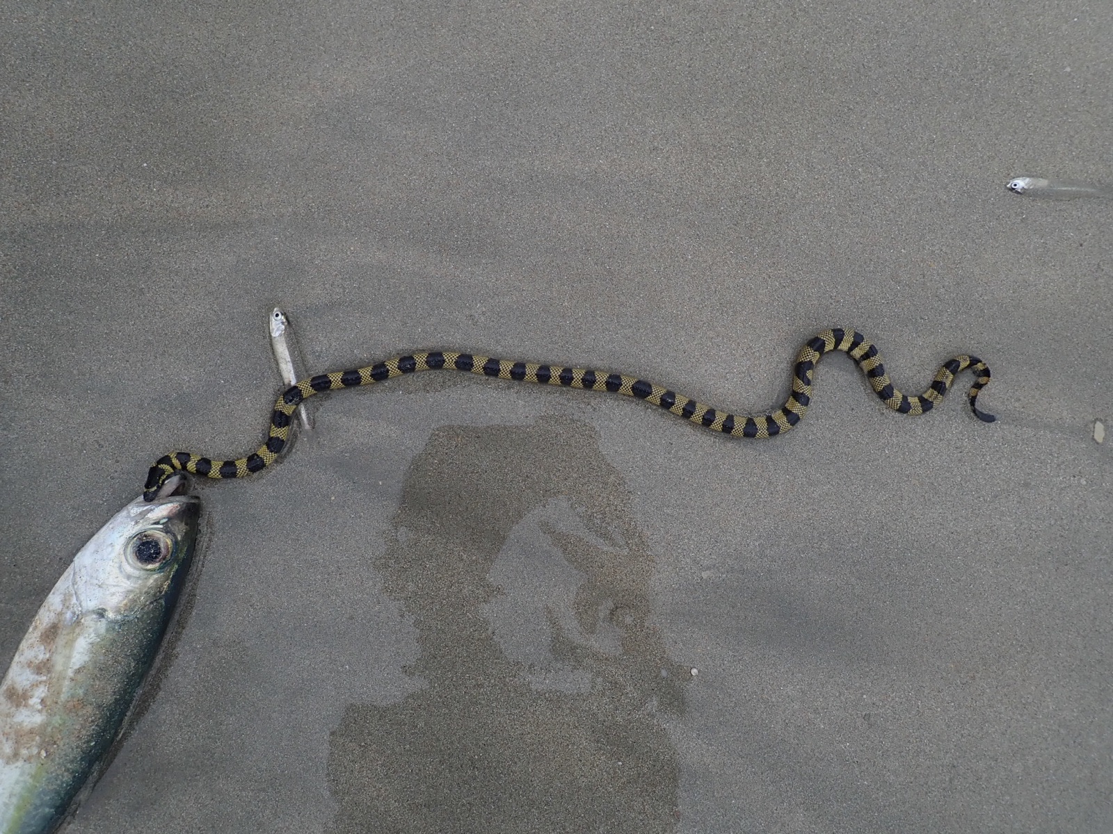 Photo de Serpent marin annelé (Hydrophis cyanocinctus)