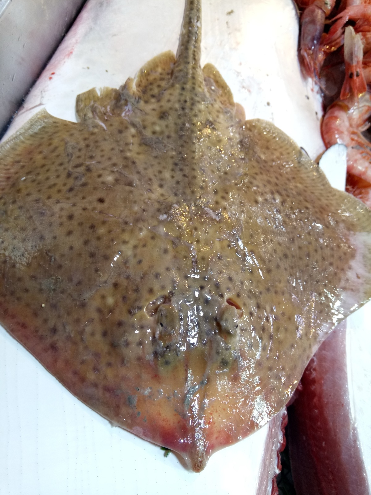 Photo of Blonde ray (Raja brachyura)