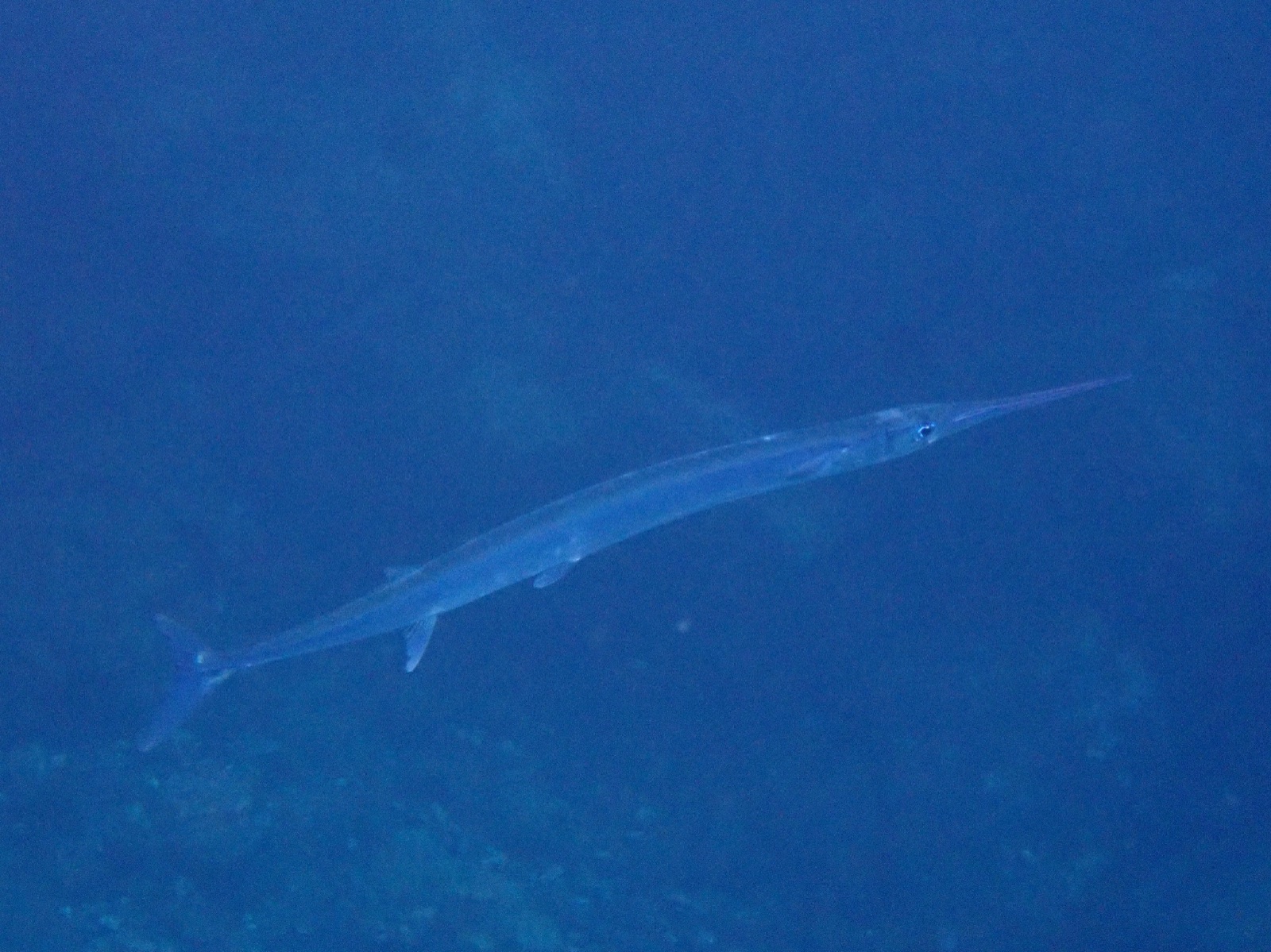 Photo of Agujon needlefish (Tylosurus acus)